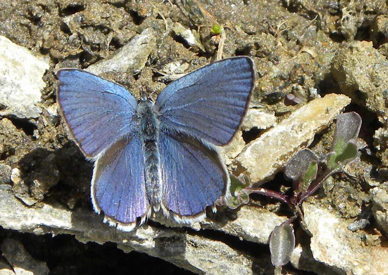 farfalla da identificare